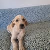 Indie, femelle croisée créole, née le 15/04/2025 🌼