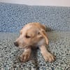 Indie, femelle croisée créole, née le 15/04/2025 🌼