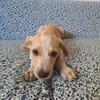 Indie, femelle croisée créole, née le 15/04/2025 🌼