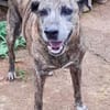 Isla, chien femelle Croisée Créole NON-LOF