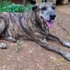 Isla, chien femelle Croisée Créole NON-LOF