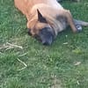LOVELY, Femelle Croisée Malinois NON-LOF