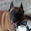 LOVELY, Femelle Croisée Malinois NON-LOF