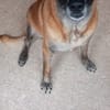 LOVELY, Femelle Croisée Malinois NON-LOF