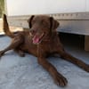 TENDER (union animal)