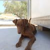 TENDER (union animal)