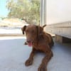 TENDER (union animal)