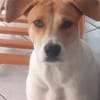 LUCKY, chiot Mâle Croisé Créole NON-LOF
