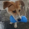 LUCKY, chiot Mâle Croisé Créole NON-LOF