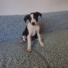 Tao, chiot Mâle Croisé Créole NON-LOF