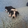 Tao, chiot Mâle Croisé Créole NON-LOF