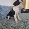 Tao, chiot Mâle Croisé Créole NON-LOF
