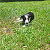 Tao, chiot Mâle Croisé Créole NON-LOF