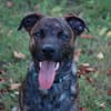 TEX, junior mâle Croisé Créole NON-LOF