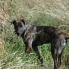 TEX, junior mâle Croisé Créole NON-LOF