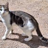 Junger, sozialer Kater Zorro