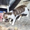 Junger, sozialer Kater Zorro