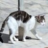 Junger, sozialer Kater Zorro