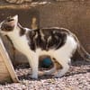 Junger, sozialer Kater Zorro