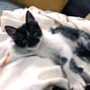 Junger, lieber Kater Leo