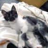 Junger, lieber Kater Leo