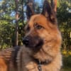 Leo10 sucht ein Zuhause