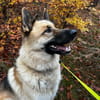 Leo10 sucht ein Zuhause