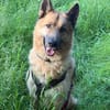 Leo10 sucht ein Zuhause