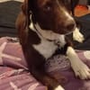 Tayla1 sucht ein Zuhause