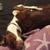 Tayla1 sucht ein Zuhause