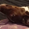 Tayla1 sucht ein Zuhause