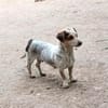 Bescheidene Janka sucht Familie