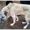 Das Leid unserer Hunde in der Türkei !