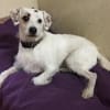 G I N O - sucht Terrier-Kenner......