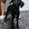 Lia9 sucht ein Zuhause