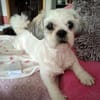 Lebensfrohe Daisy sucht ihr Zuhause