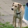 Traumrüde Spiro sucht ein Zuhause