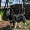 Bagda, liebevoll und sanft