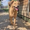 ENYO - toller Kerl für Hundeerfahrene