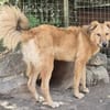 ENYO - toller Kerl für Hundeerfahrene