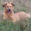 ENYO - toller Kerl für Hundeerfahrene