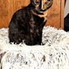 ZAZA - MIMI - EFFIE -
