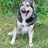 Balu❤derzeit in 49143 Bissendorf