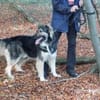 Balu❤derzeit in 49143 Bissendorf