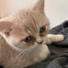 Zuhause gesucht für zwei BKH-Kitten