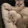 Zuhause gesucht für zwei BKH-Kitten
