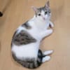 KITTY