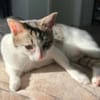 KITTY