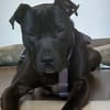 SPIKE - sucht dringend neues Zuhause....