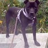 SPIKE - sucht dringend neues Zuhause....